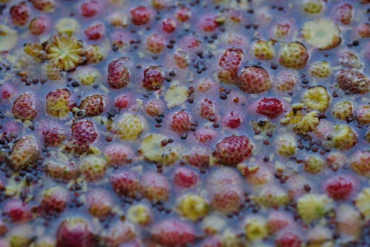 archwild_corneliamueller_rotebeetewaldsalat6 archwild_corneliamueller_rotebeetewaldsalat6
