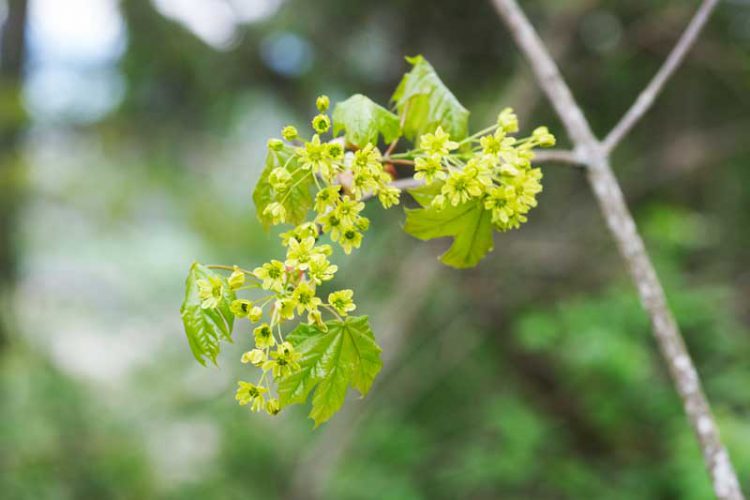 archwild_corneliamueller_rotebeetewaldsalat8 archwild_corneliamueller_rotebeetewaldsalat8